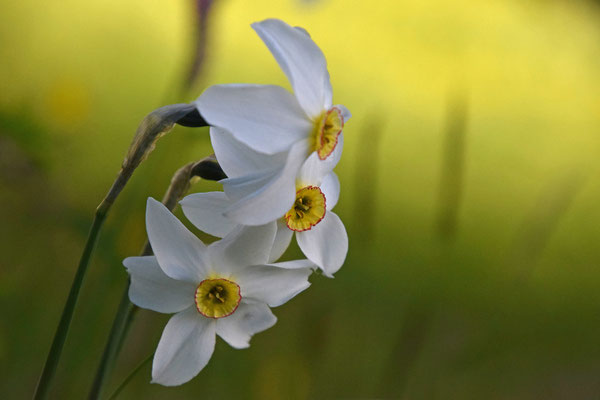 Fazantoognarcis (Narcissus poeticus)