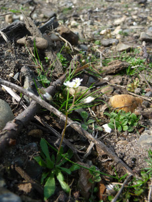 Erophila verna - Vroegeling