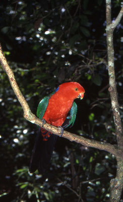 Australian King Parrot