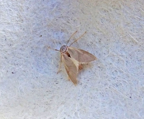 Acentria ephemerella - Duikermot