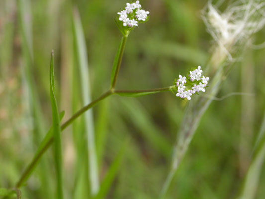 Valerianella  rimosa - Geoorde veldsla