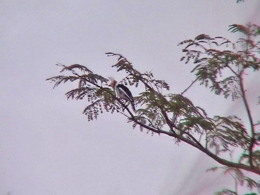 Prionops plumatus - White Helmetshrike