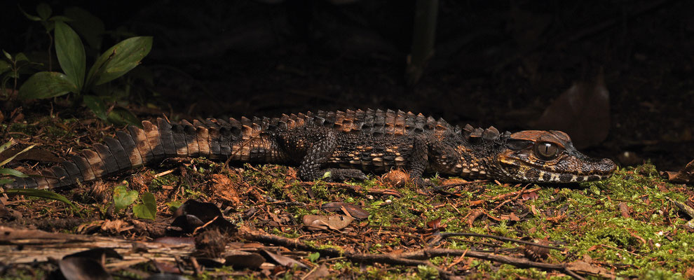 Cuvier's Dwarf Caiman - Paleosuchus palpebrosus