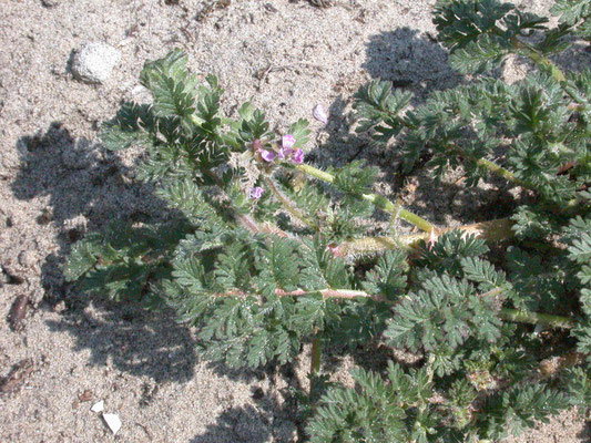 Erodium glutinosum - Kleverige reigersbek