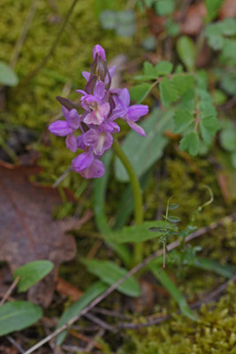 Dactylorhiza romana