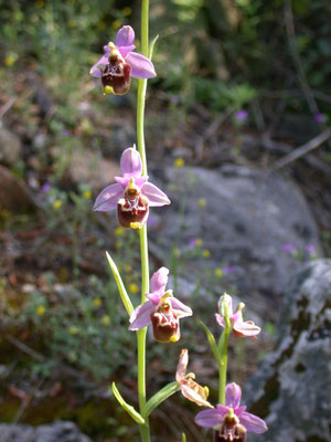Ophrys holosericea (fuciflora) - Hommelophrys