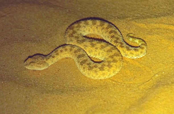 Cerastes vipera