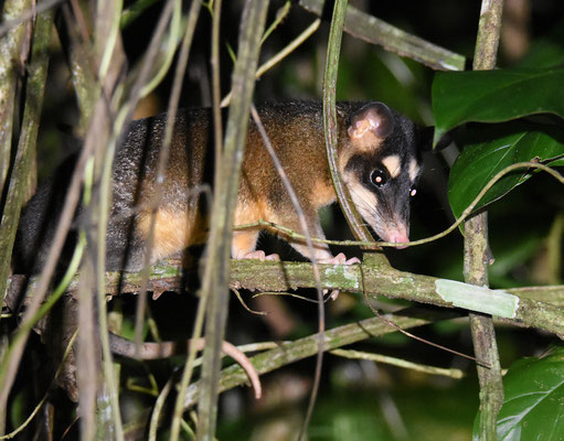 Four-eyed Possum