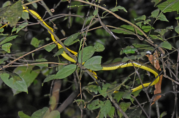 Chironius multiventris - Zweepstaartkielrugslang