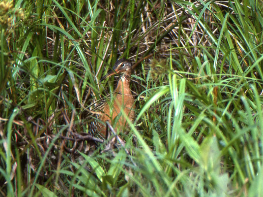 King Rail