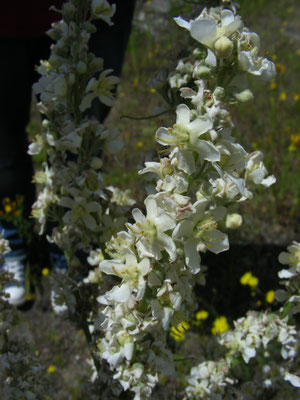 Verbascum lychnitis - Melige toorts