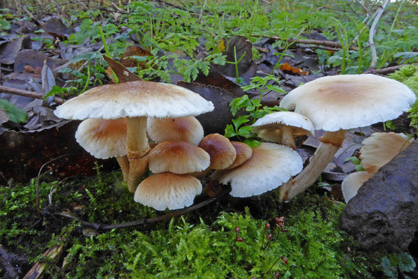 Agrocybe cylindracea - Populierleemhoed