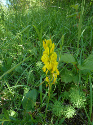 Genista tinctoria - Verfbrem