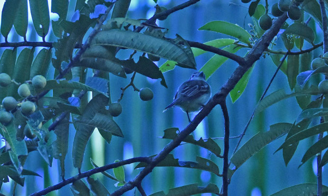 White-winged Becard, female