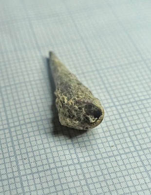 Maoricolpus roseus