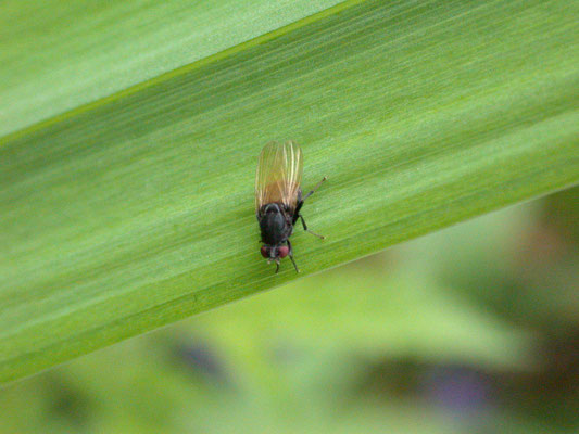 Minettia longipennis