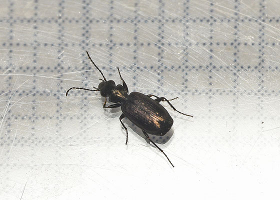 Syntomus foveatus - Bronzen dwergloper