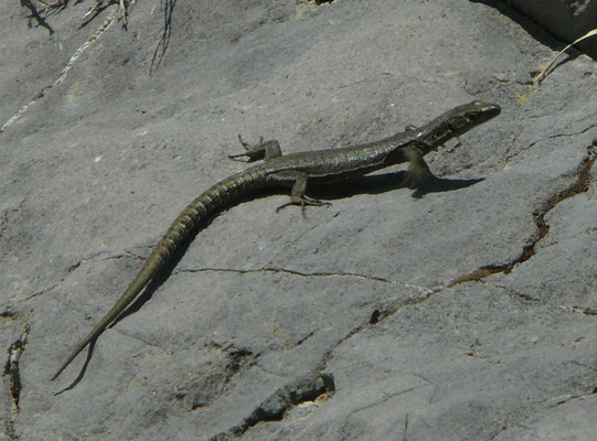 Dinarolacerta montenigrina
