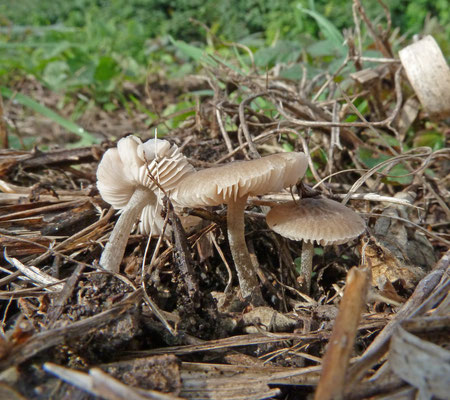 Pluteus plautus - Knolvoethertenzwam
