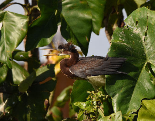 Tricolored Heron