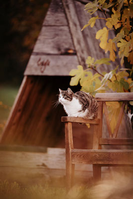 © elena danioth