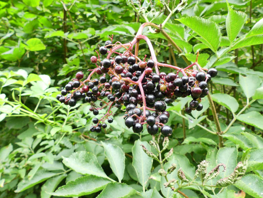 Holunderbeeren, c privat