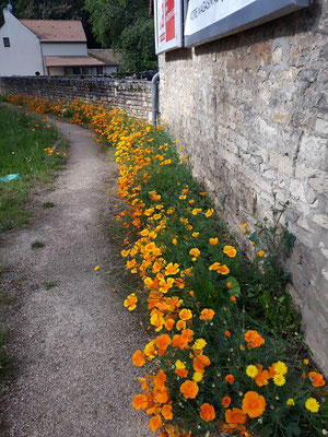9 mai, de belles fleurs orangées sauvage qui ont poussées le long de la route de givry... Marilyn Gelin 