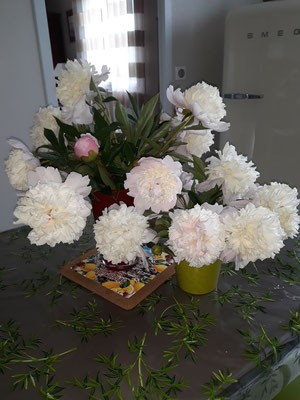 3 mai, Je n'ai pas de Muguet mais mes Pivoines de mon jardin cueillis ce matin. Marilyn Gelin