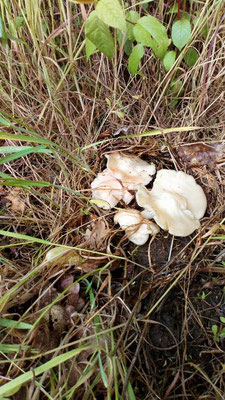 3 mai, Premier 🍄 champignon au hasard d'un chemin. Tricholome de la St Georges. Michel Chamfroy
