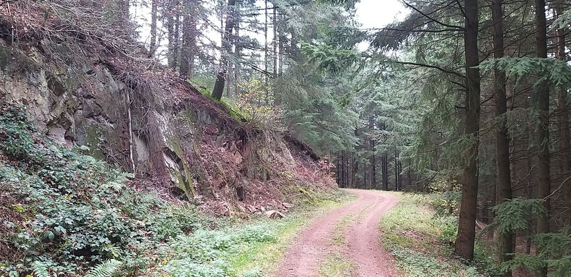 30 novembre, forêt domainiale du Grison, sous le Mt St Romain, René.