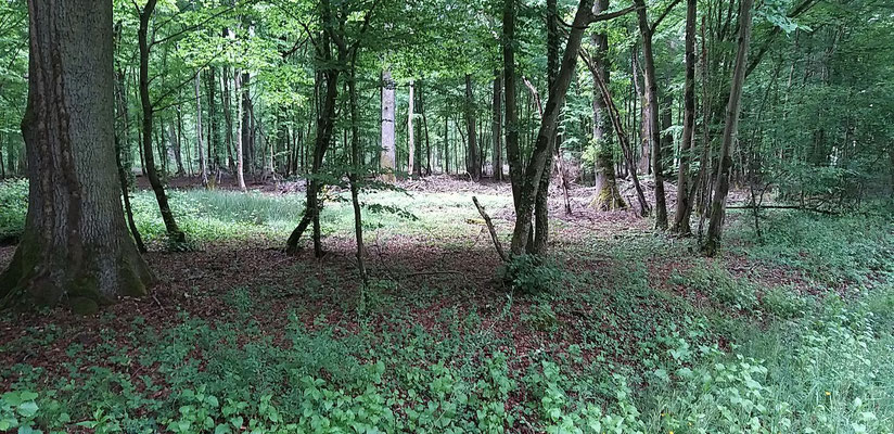 2 mai, belle clairière, belle luminosité ce matin avant la pluie dans le bois de Bragny ! René Rabut