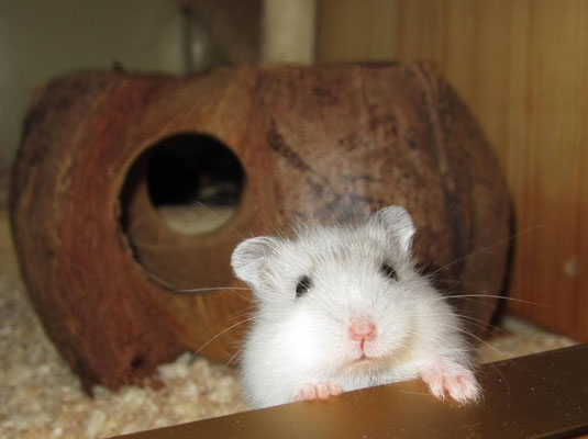 Steckbrief Dsungarischer Zwerghamster - Image