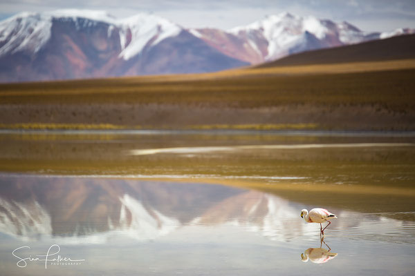 Lonely flamingo