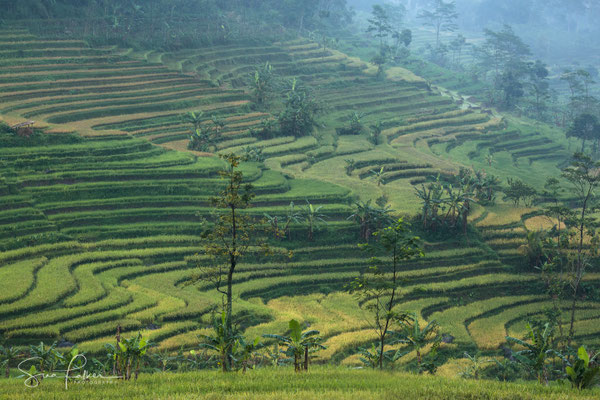 Lush ricefields of Borobodur