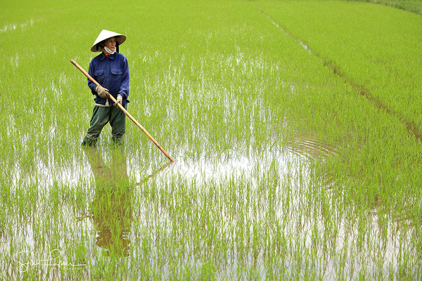 Rice cultivation in Hoi An