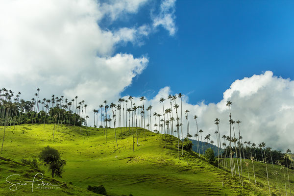 Valle de Cocora