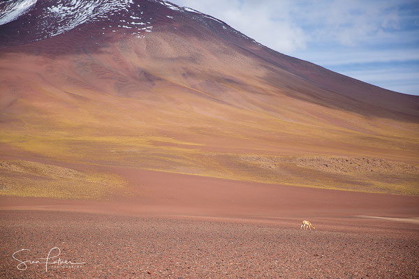 Little Vicuña