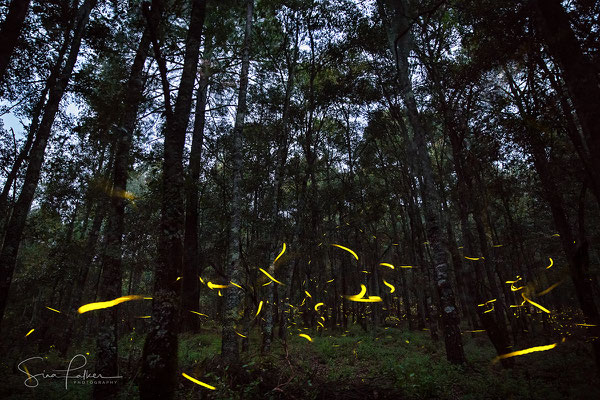 Fireflies