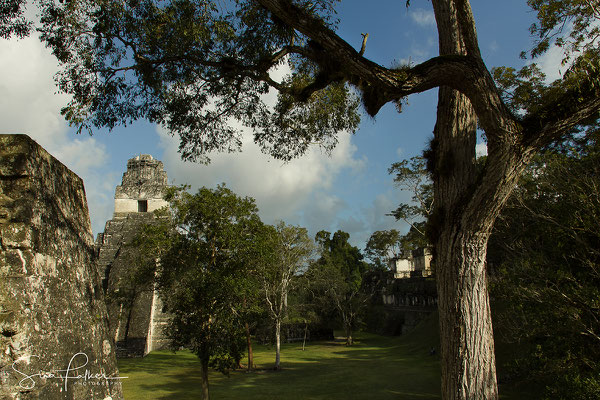 The ruins of Tikal