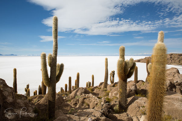 Cactus garden on Incahuasi Island