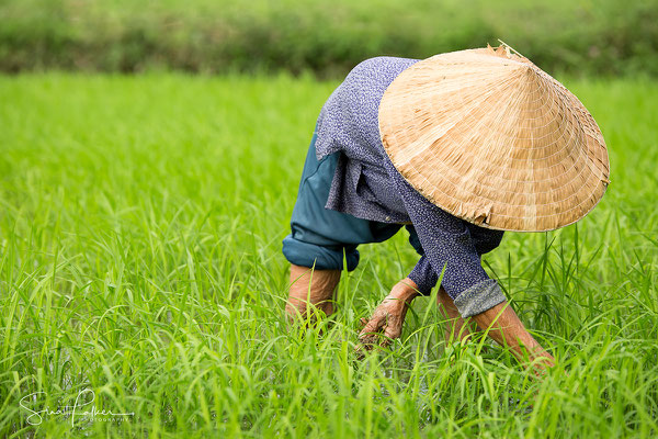 Vietnamese lady growing rice