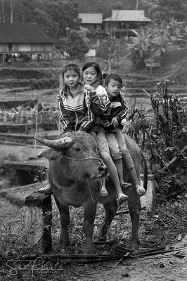 Water buffalo riding in the mountains of Mai Chau