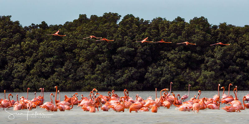 Flamingo colony in Celestun