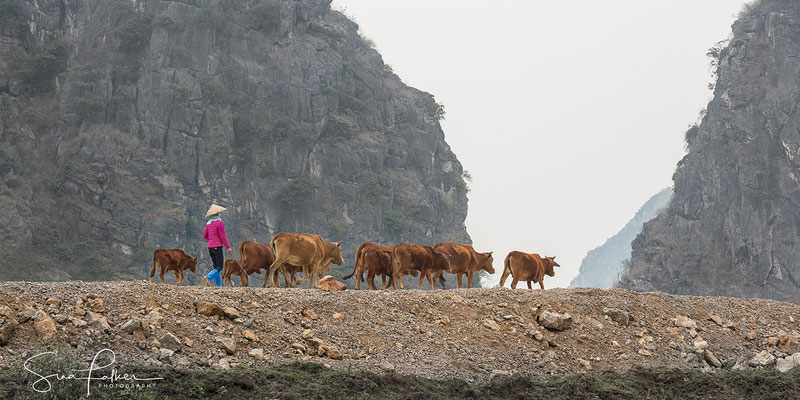 Cow herd in the valley of Hoa Binh