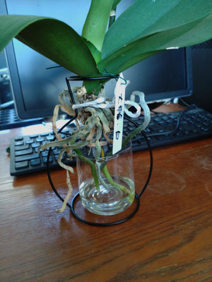 初心者の水栽培 胡蝶蘭 胡蝶蘭の スマイル