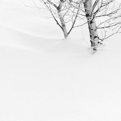 Hautes Fagnes B&W 7