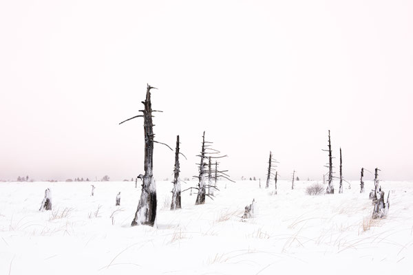 Hautes Fagnes 1