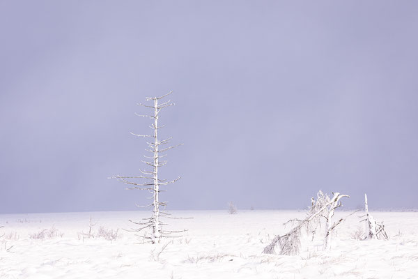 Hautes Fagnes 2