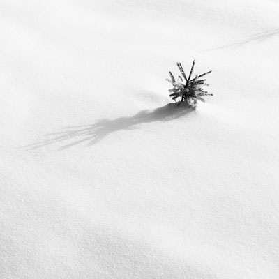 Hautes Fagnes B&W 6