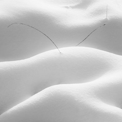 Hautes Fagnes B&W 4
